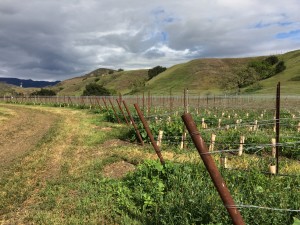 newly planted vineyard