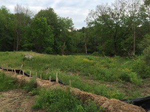 standing on the Kimball's property looking towards Pages Brook.  The rock on the other side of the siltation barrier is the property line.  Invasive plants on their way back in